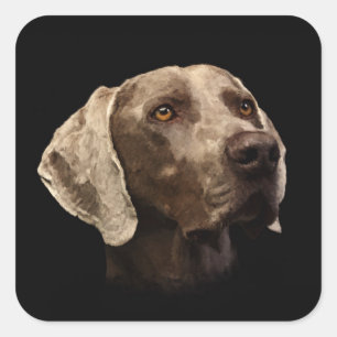Weimaraner Porträt Quadratischer Aufkleber
