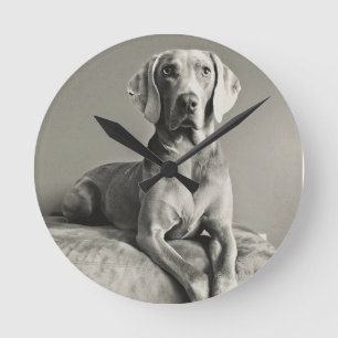Weimaraner Porträt Runde Wanduhr