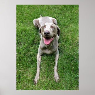 Weimaraner Poster