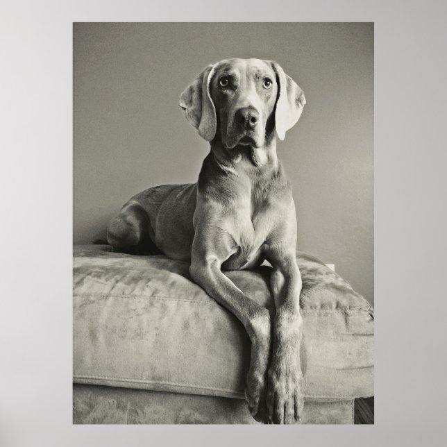 Weimaraner Poster (Vorne)