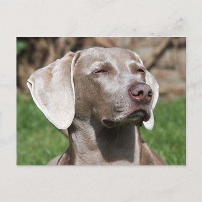 Weimaraner Postkarte (Vorderseite)
