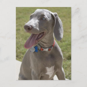 Weimaraner Postkarte