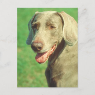 Weimaraner Postkarte