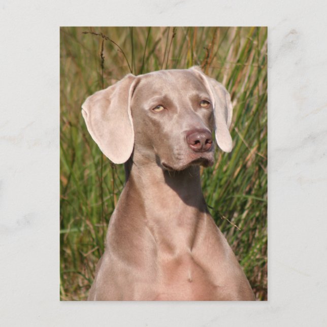 Weimaraner Postkarte (Vorderseite)