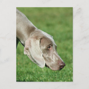 Weimaraner Postkarte