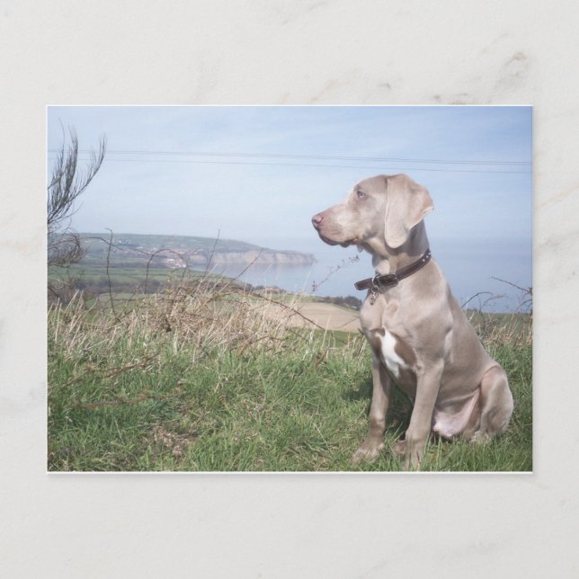 Weimaraner Postkarte (Vorderseite)