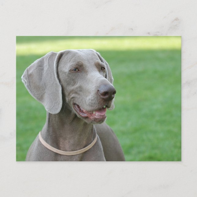 Weimaraner Postkarte (Vorderseite)