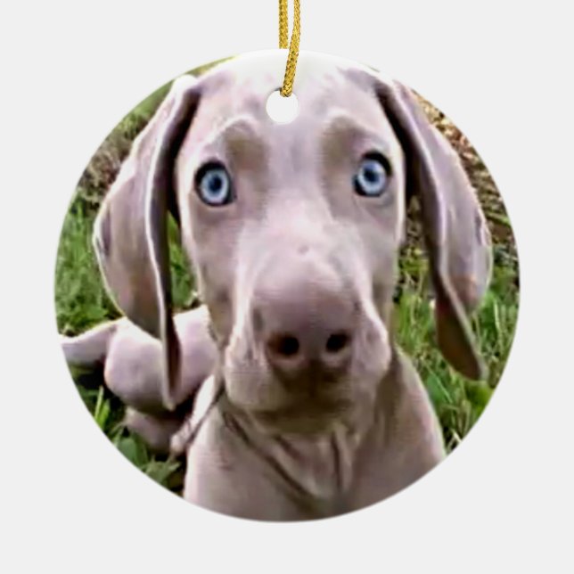 WEIMARANER PUPPY CHRISTMAS ORNANAS KERAMIKORNAMENT (Vorne)