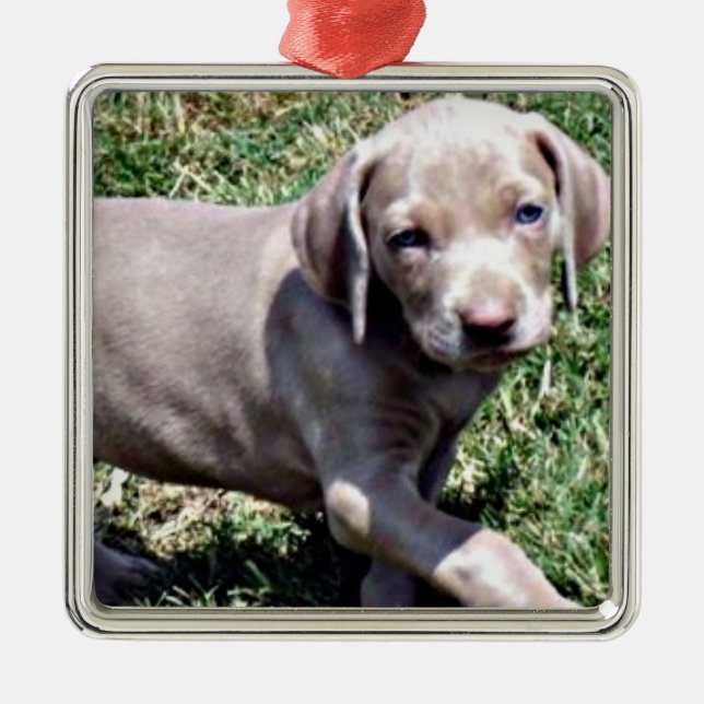 "WEIMARANER PUPPY" CHRISTMAS ORNANATION SILBERNES ORNAMENT (Vorne)