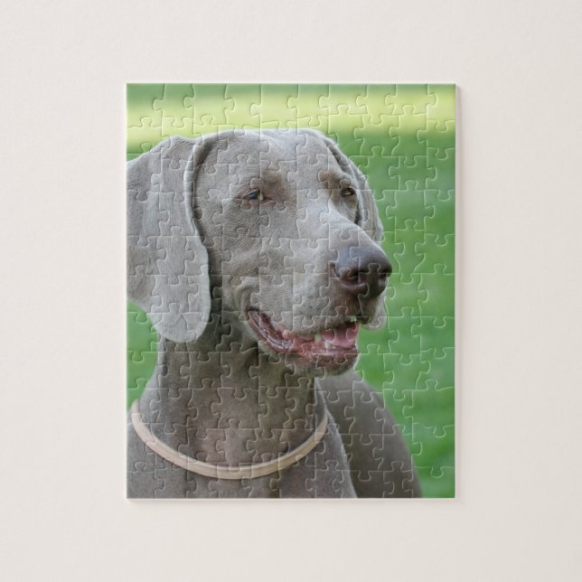 Weimaraner Puzzle (Vertikal)