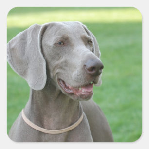 Weimaraner Quadratischer Aufkleber