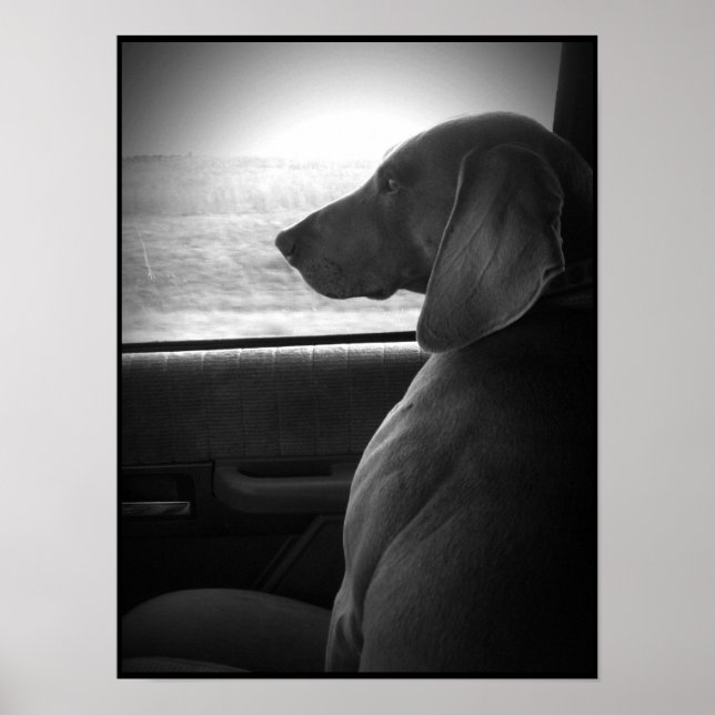 Weimaraner Riding Shotgun - Leinwand Poster (Vorne)