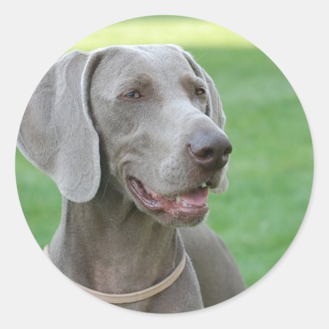 Weimaraner Runder Aufkleber (Vorderseite)