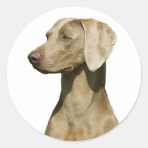 Weimaraner Runder Aufkleber