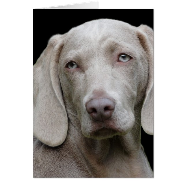 Weimaraner Silver Gray (Vorne)