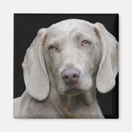 Weimaraner Silver Gray Magnet