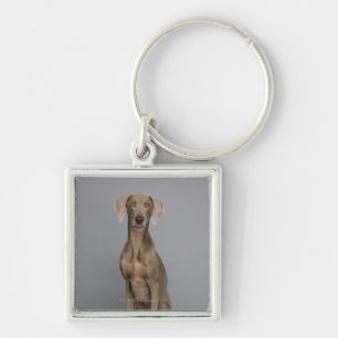 Weimaraner Sitzen, Studioschuß Schlüsselanhänger