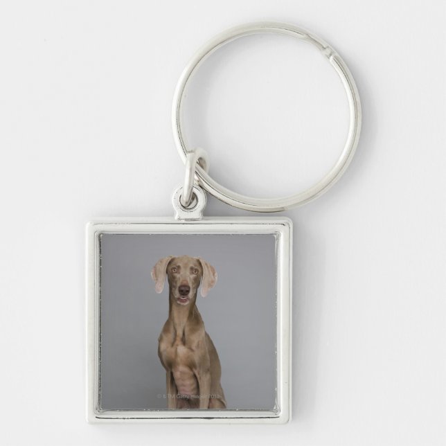 Weimaraner Sitzen, Studioschuß Schlüsselanhänger (Vorne)
