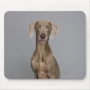 Weimaraner sitzend, Studio-Aufnahme Mousepad