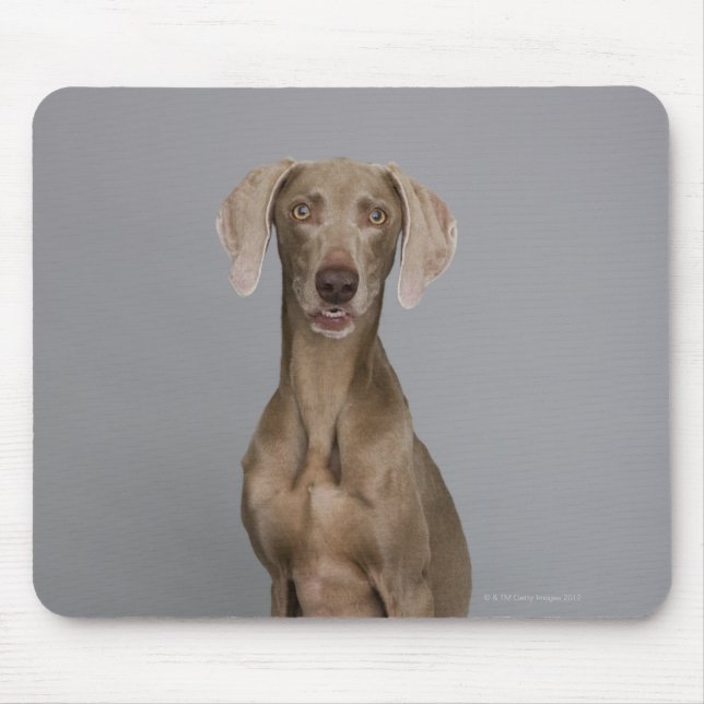 Weimaraner sitzend, Studio-Aufnahme Mousepad (Vorne)