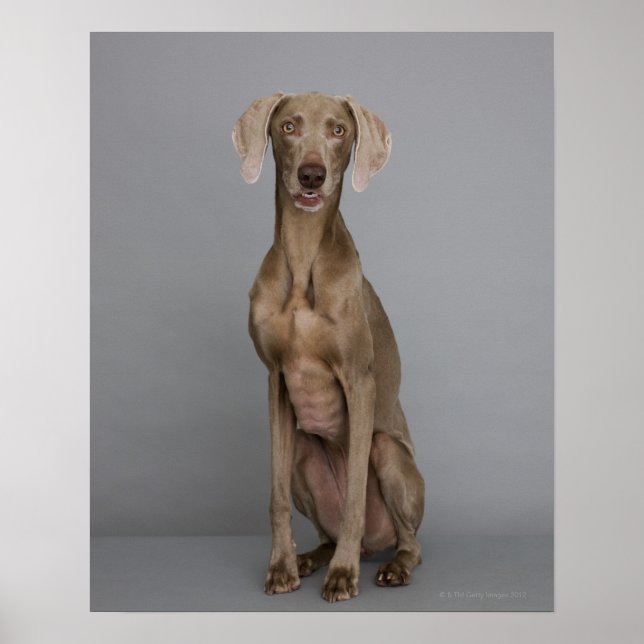 Weimaraner sitzend, Studio-Aufnahme Poster (Vorne)