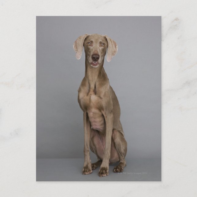 Weimaraner sitzend, Studio-Aufnahme Postkarte (Vorderseite)
