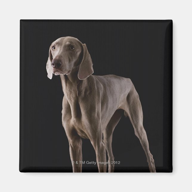 Weimaraner, Studio-Aufnahme Magnet (Vorne)