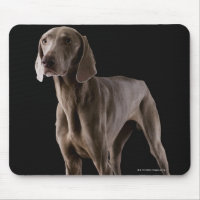 Weimaraner, Studio-Aufnahme