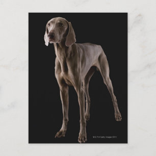 Weimaraner, Studio-Aufnahme Postkarte