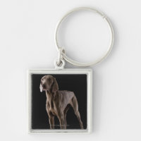 Weimaraner, Studioschuß