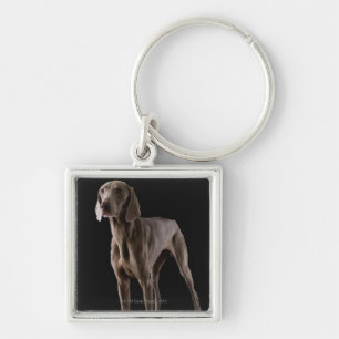Weimaraner, Studioschuß Schlüsselanhänger