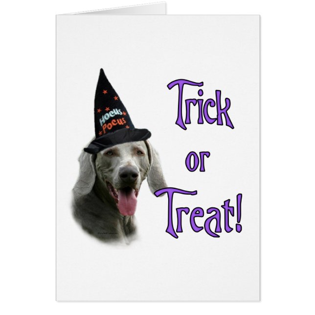 Weimaraner Trick (Vorne)