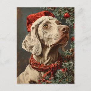 Weimaraner Weihnachtszeit Postkarte