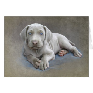 Weimaraner Welpe