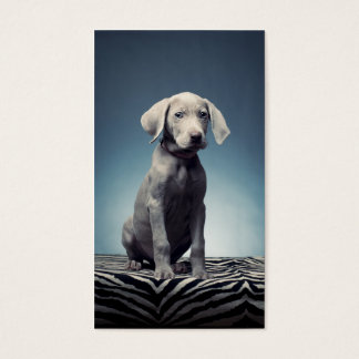 Weimaraner Welpe