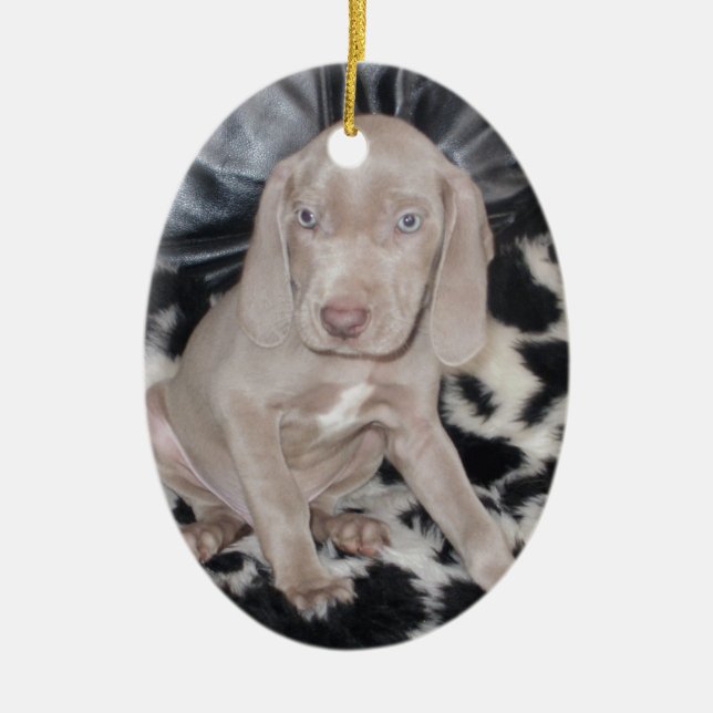 Weimaraner Welpe Keramik Ornament (Vorne)