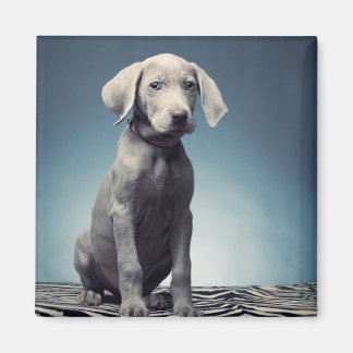 Weimaraner Welpe Magnet