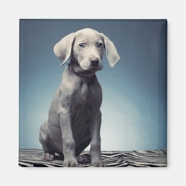Weimaraner Welpe Magnet (Vorne)