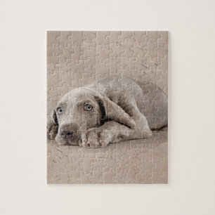 Weimaraner Welpe Puzzle