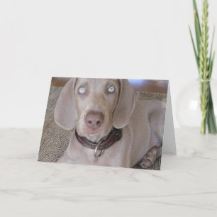Weimaraner Welpen-Gruß-Karte Karte