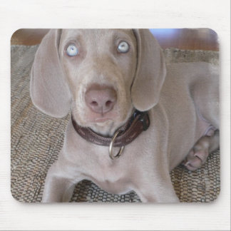 Weimaraner Welpen-Mausunterlage Mousepad