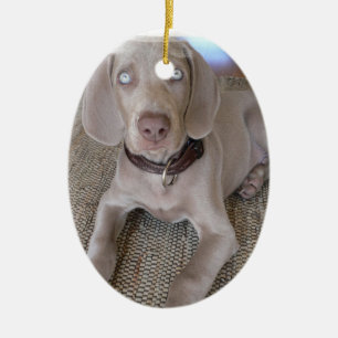 Weimaraner Welpen-Verzierung Keramik Ornament