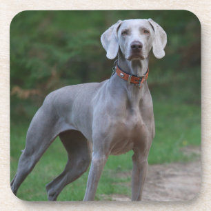 Weimaraner Welpenhund Getränkeuntersetzer
