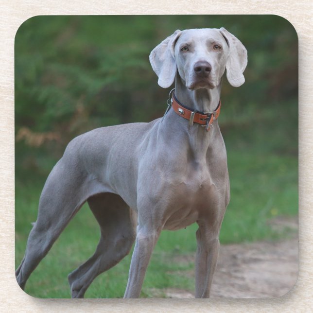 Weimaraner Welpenhund Getränkeuntersetzer (Vorderseite)