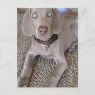 Weimaraner Welpenpostkarte Postkarte