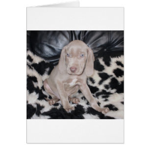 Weimaraner Welppy