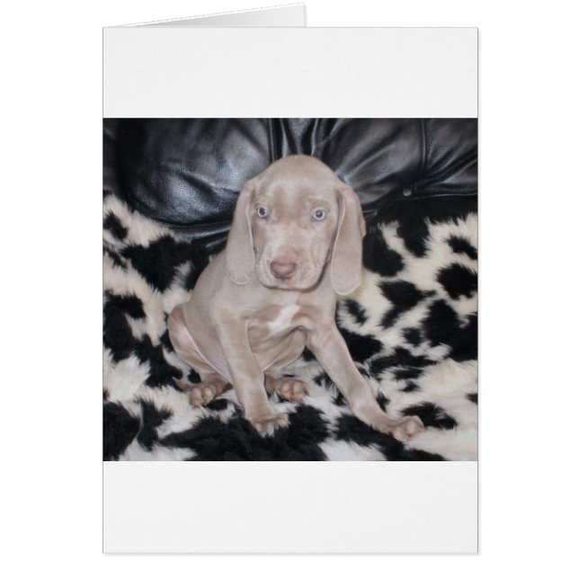 Weimaraner Welppy (Vorne)