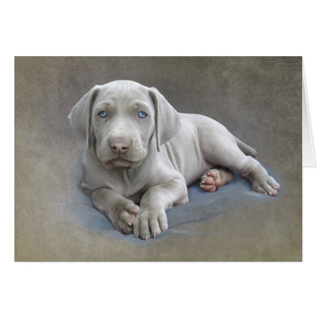 Weimaraner Welppy (Vorderseite (Horizontal))