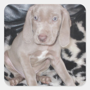 Weimaraner Welppy Quadratischer Aufkleber