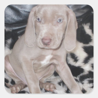 Weimaraner Welppy Quadratischer Aufkleber